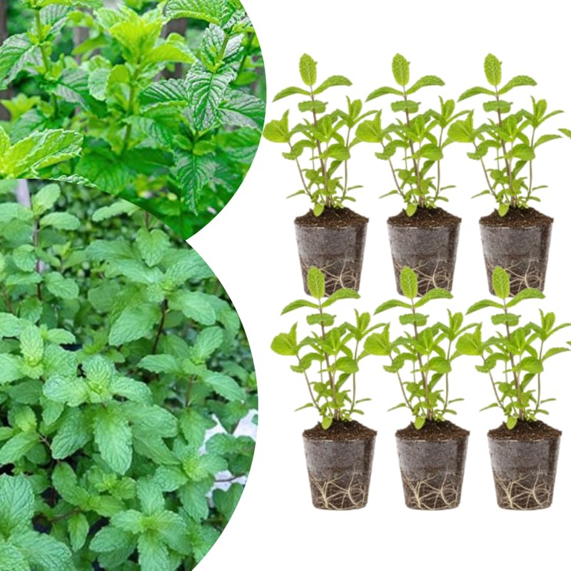 Pack 6 Mojito Mint Plants Live, Culinary Herb Plants, 4-6 Inch Tall, No Pot, Mint Live Well-Rooted