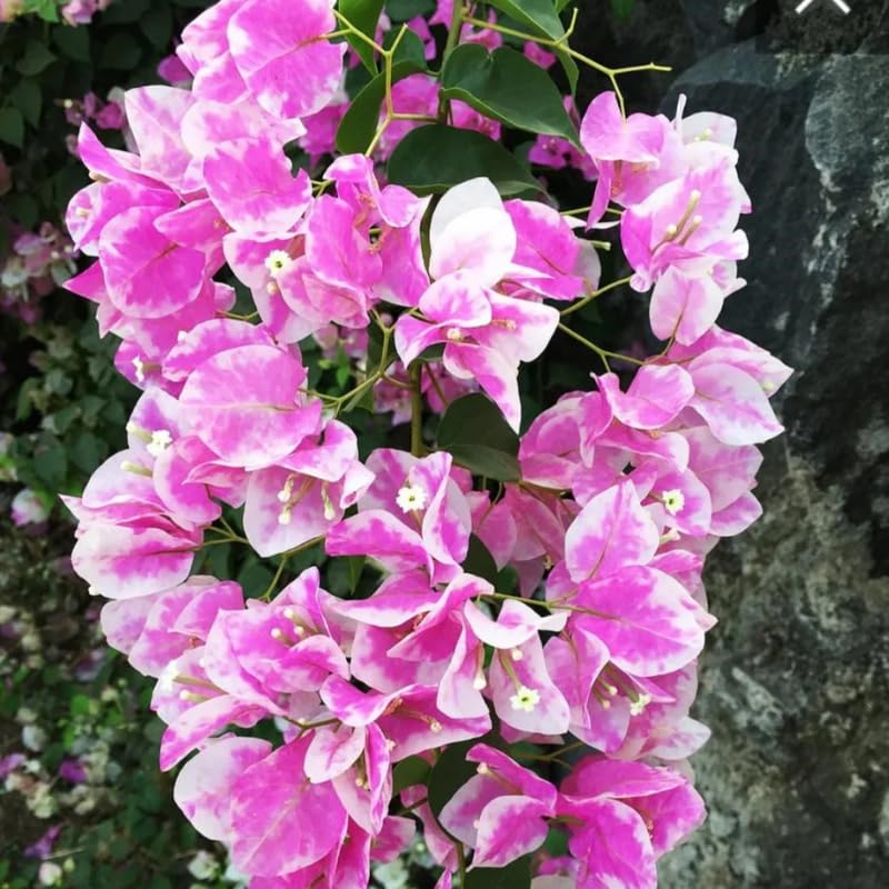 3 White Pink Bougainvillea Plants Live, 4-8” Tall Flowering Bougainvillea Vines, Tropical Climbing Plants for Garden or Containers, No Pot