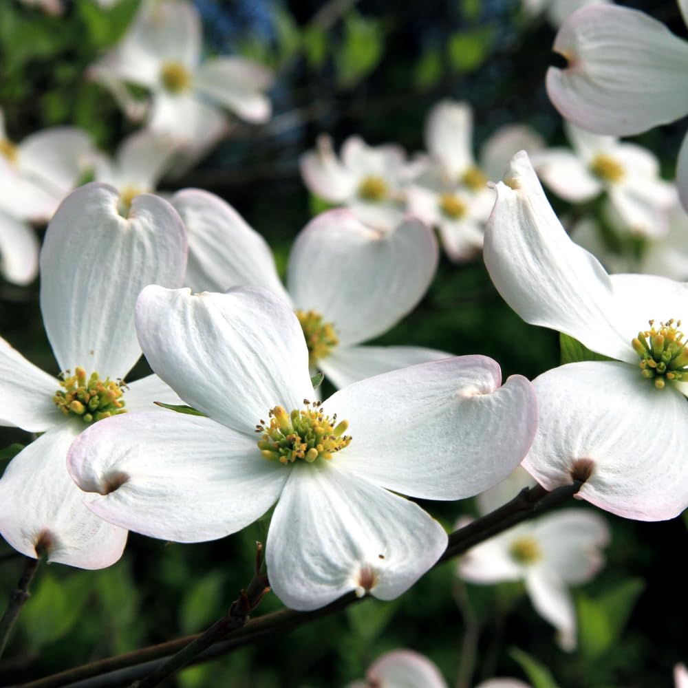 Dogwood Bare Root Plant, Flowering Dogwood Tree Live Plant, 12-18 Inches Tall, Spring Blooms, Flowering Ornamental Tree for Outdoor Garden