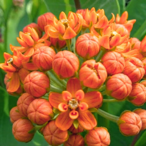 2 Orange Milkweed Plants Live for Spring Planting, Butterfly Mikweed 4-8" in Tall, Asclepias Tuberosa Plants Bush for Perennial Flowers Outdoor Growing