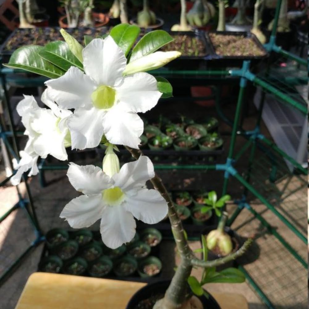 White Desert Rose Plant Live, Desert Rose Live Plants, Adenium Obesum Flowers Plants for Planting Garden Indoor Outdoor