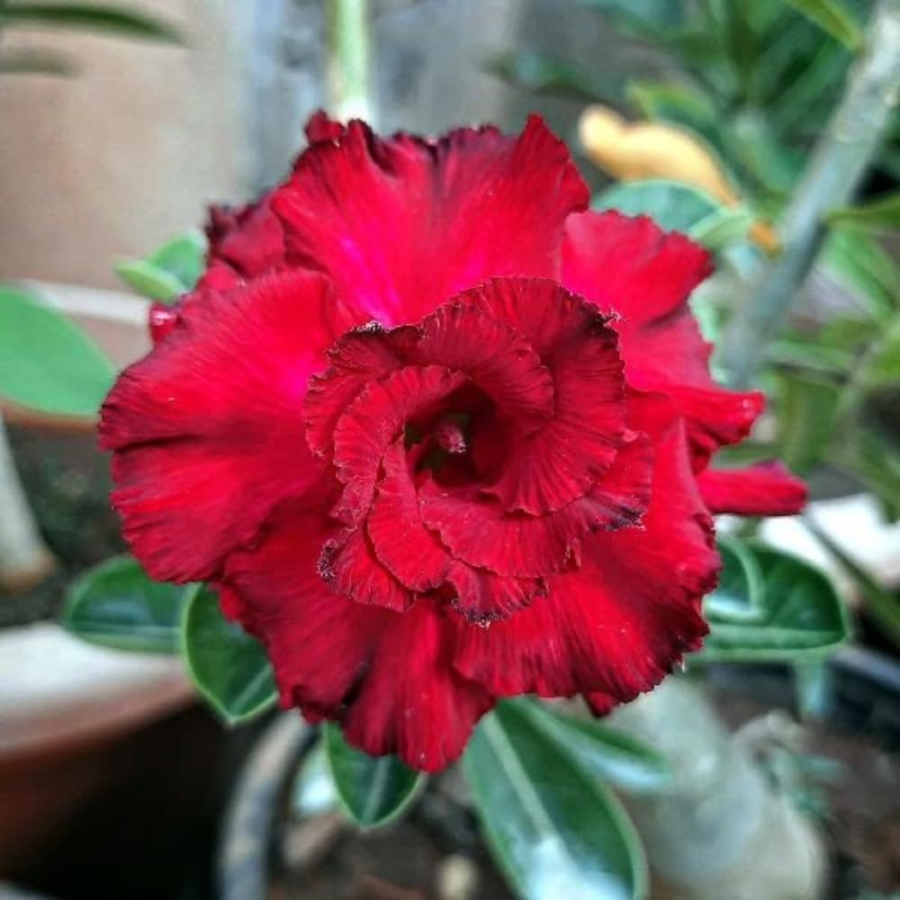 Pack 2 Desert Rose Plants Live, Adenium Desert Rose, Indoor Outdoor Planting from 4 Inches (2 Red)