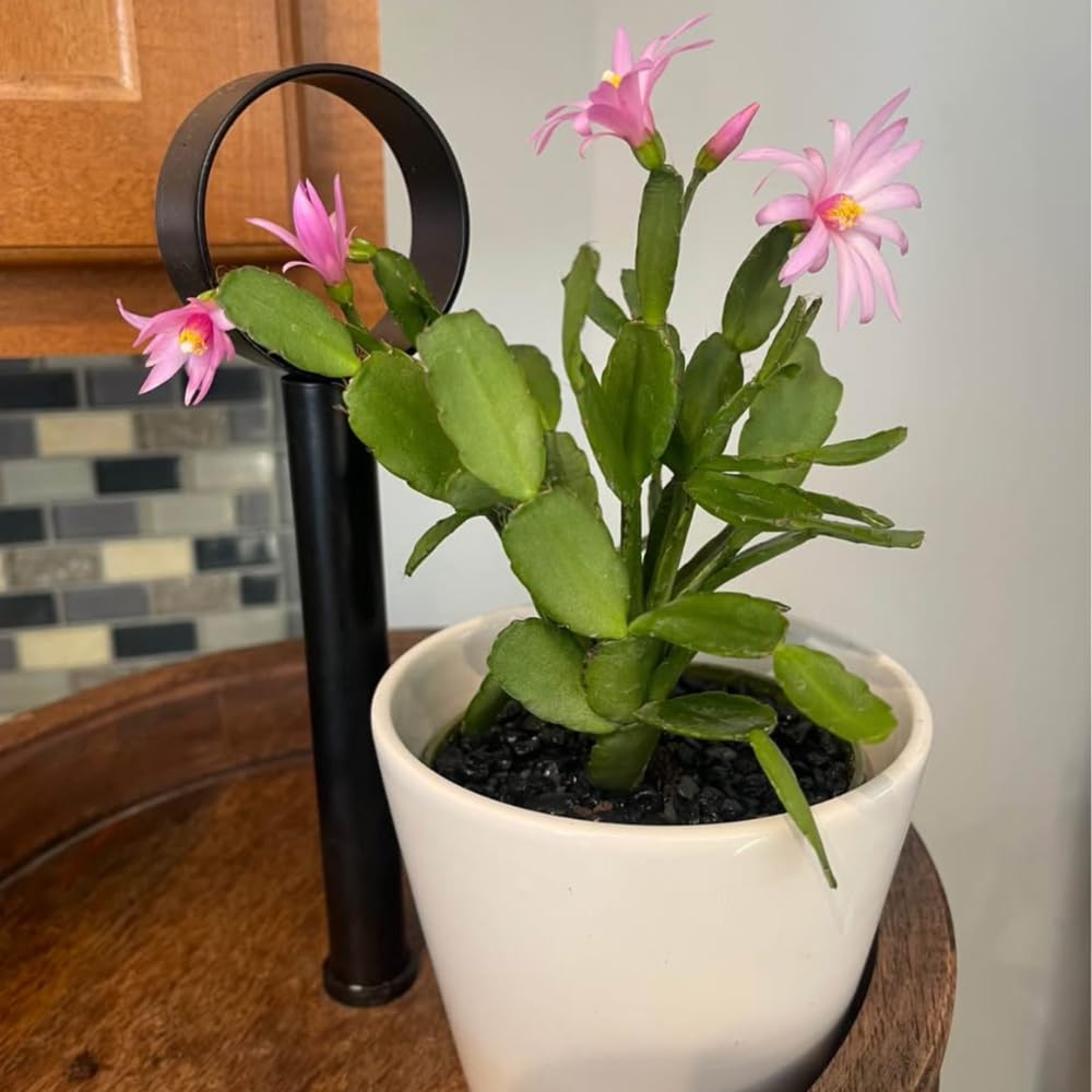 Pink Easter Cactus Flowering Plants, Spring Easter Cactus, Live Indoor Houseplant, 4 to 6 Inches