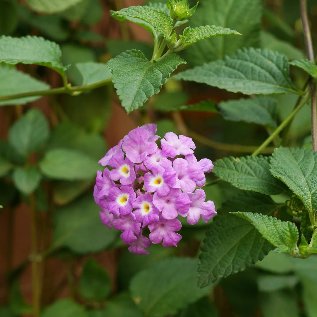 2 Lavender Lantana Plants Live, 5 to 7 Inches Tall, Lantana Live Plants for Planting Outdoors, Perennial Flower Plant