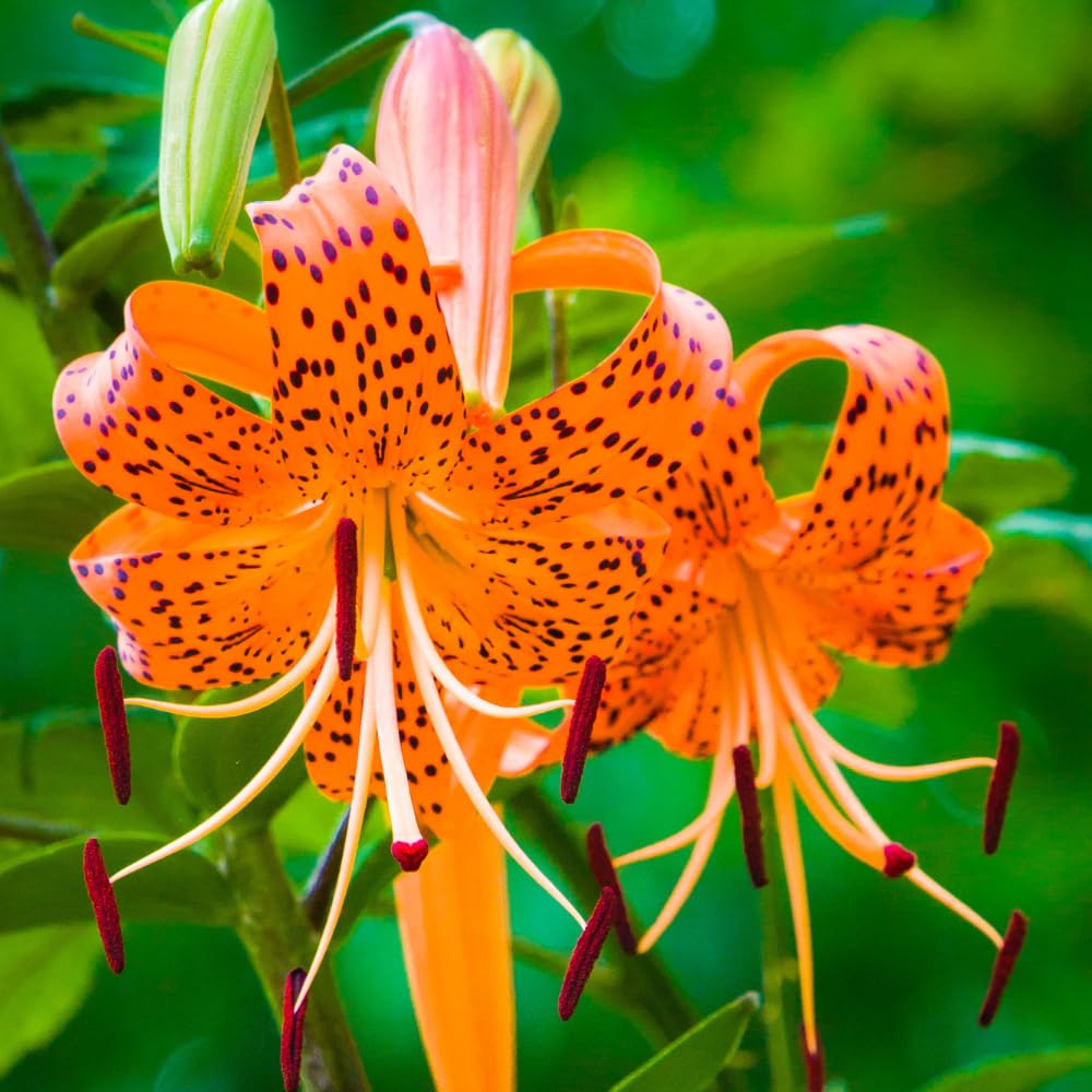 10 Tiger Lilies Bulbs for Planting, Turks Cap Lily Bulbs, Perennial Flower Bulb