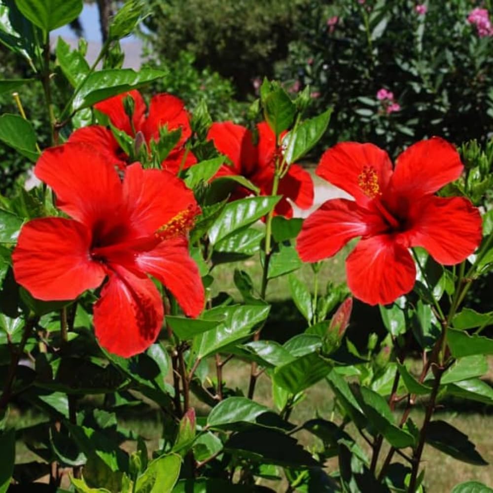 2 Bright Red Hibiscus Live Plants, 4-8'' Tall Hardy Hibiscus Flower Starter Plants, Well Rooted Perennial Flower Plant for Home Garden and Containers