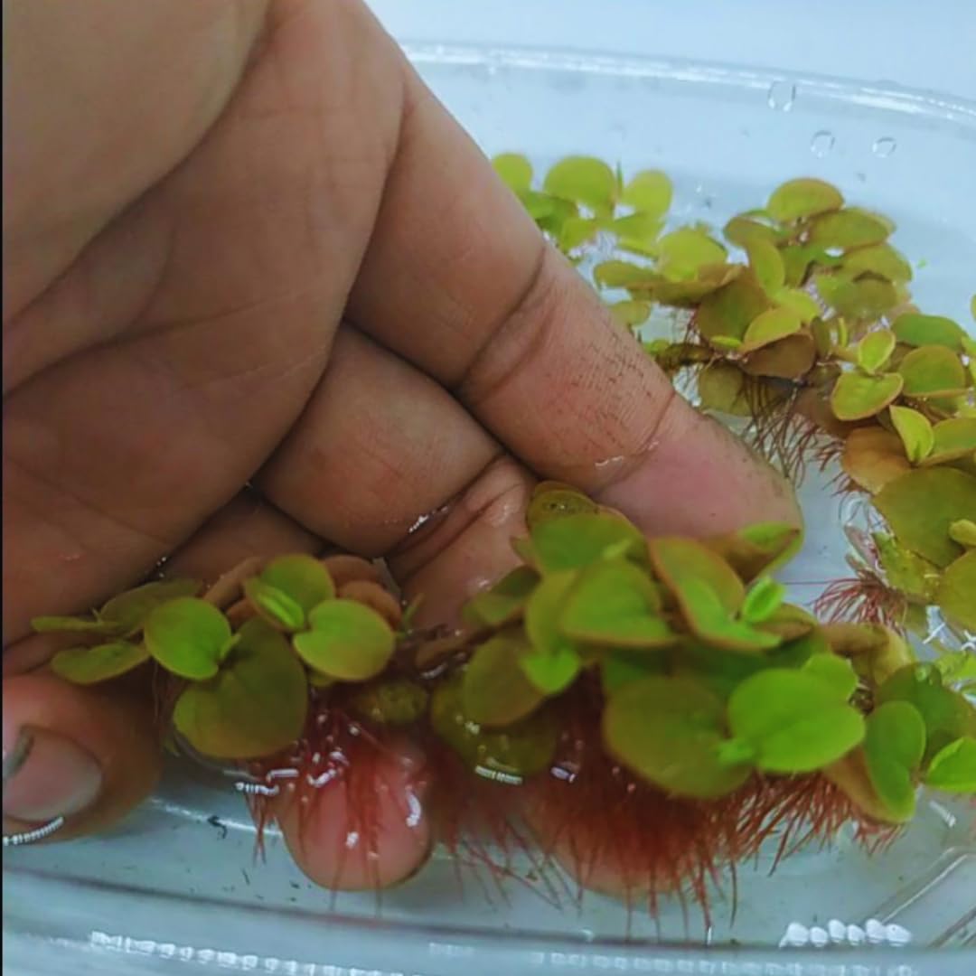 Combo 90+ Red Root Floater Plants Live, Aquarium Plants Live, Live Floating Plant for Aquarium, Aquatic Live Plants