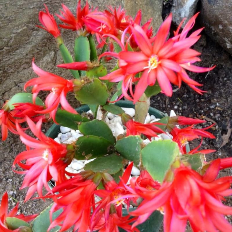 Red Easter Cactus Flowering Plants, Spring Easter Cactus, Live Indoor Houseplant, 4 to 6 Inches