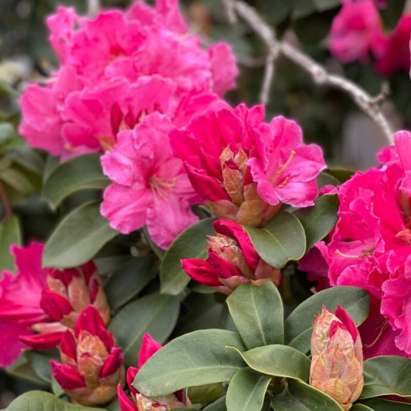 Dwarf Deep Reddish-Pink Rhododendron Live Plant Shrubs for Outdoor Planting, Azalea Bushes Ready to Plant, Fragrant Rhododendron Plant Live