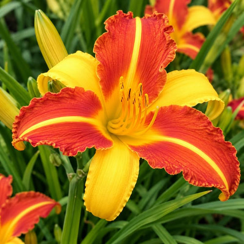 1 Daylily Plant Live Bare Root, Orange Yellow Lily Flowers