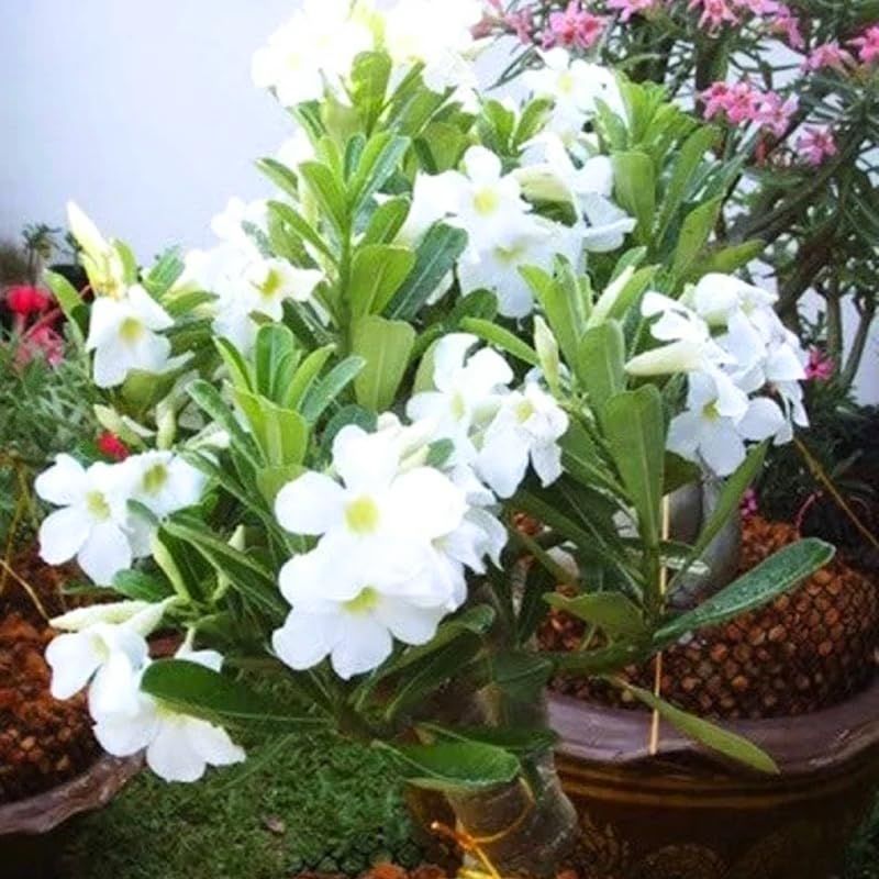 White Desert Rose Plant Live, Adenium Obesum Desert Rose Succulent Live Plant, 4-8 Inches Tall, Flowering Cactus