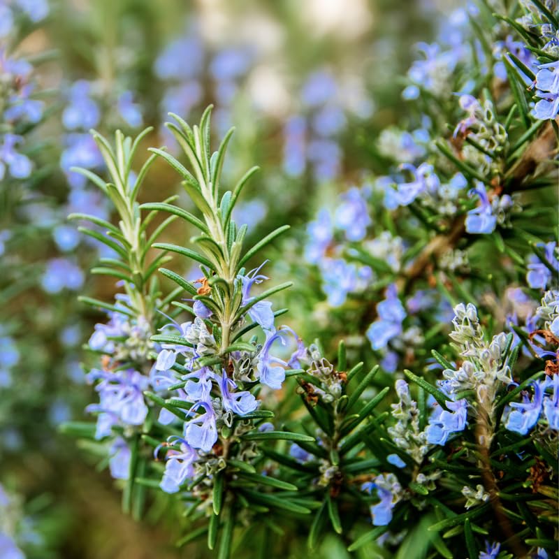 Set of 3 Blue Rosemary Plants Live, Well Rooted Rosemary Herb 4–7 Inches, Culinary and Ornamental Herb for Growing