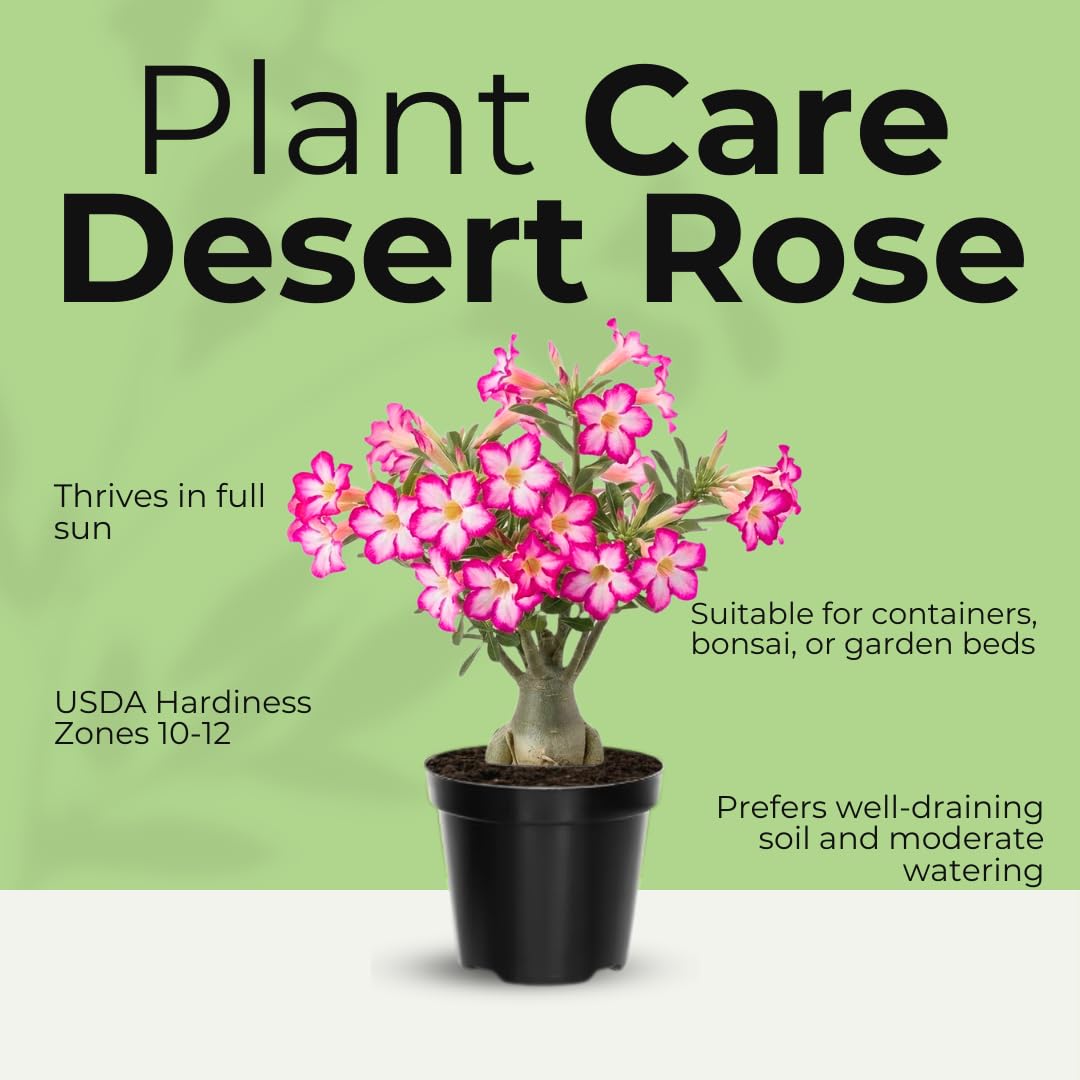 Live Desert Rose Plant, Adenium Obesum Desert Rose, Flowering Succulent, 4-7 Inches Tall for Indoor or Outdoor Planting (Pink Desert Rose)