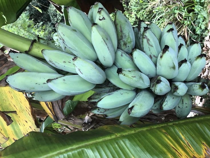 Ice Cream Banana Tree Live Plant, Blue Banana Fruit Plant Well Rooted, 5 to 7 Inch Tall, No Pot