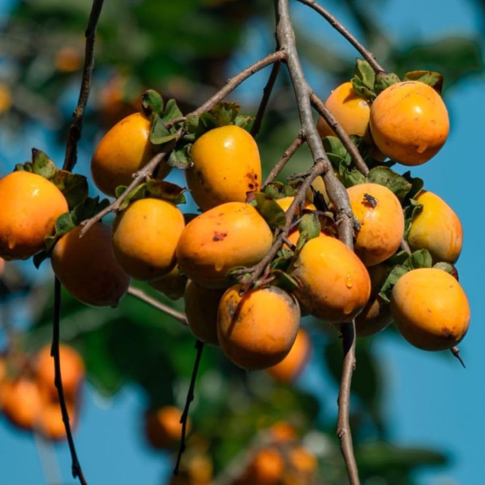 Sweet Persimmon Tree Live Plant 3-4 Feet Tall, Persimmon Fruit Plants Live 3 Gallon Pot, Well Rooted Perennial Fruit Tree, No Ship to CA