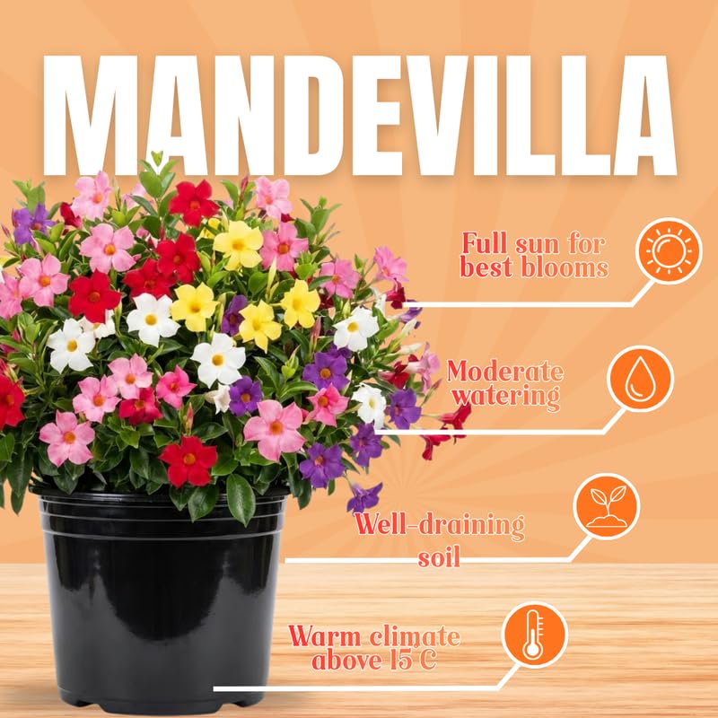 2 Yellow Mandevilla Live Plants Vine, Mandevilla Trees Seedlings, Winter Hardy, Spring Flowering Shrubs for Outdoor Planting, Starter Size 4-7" in Tall