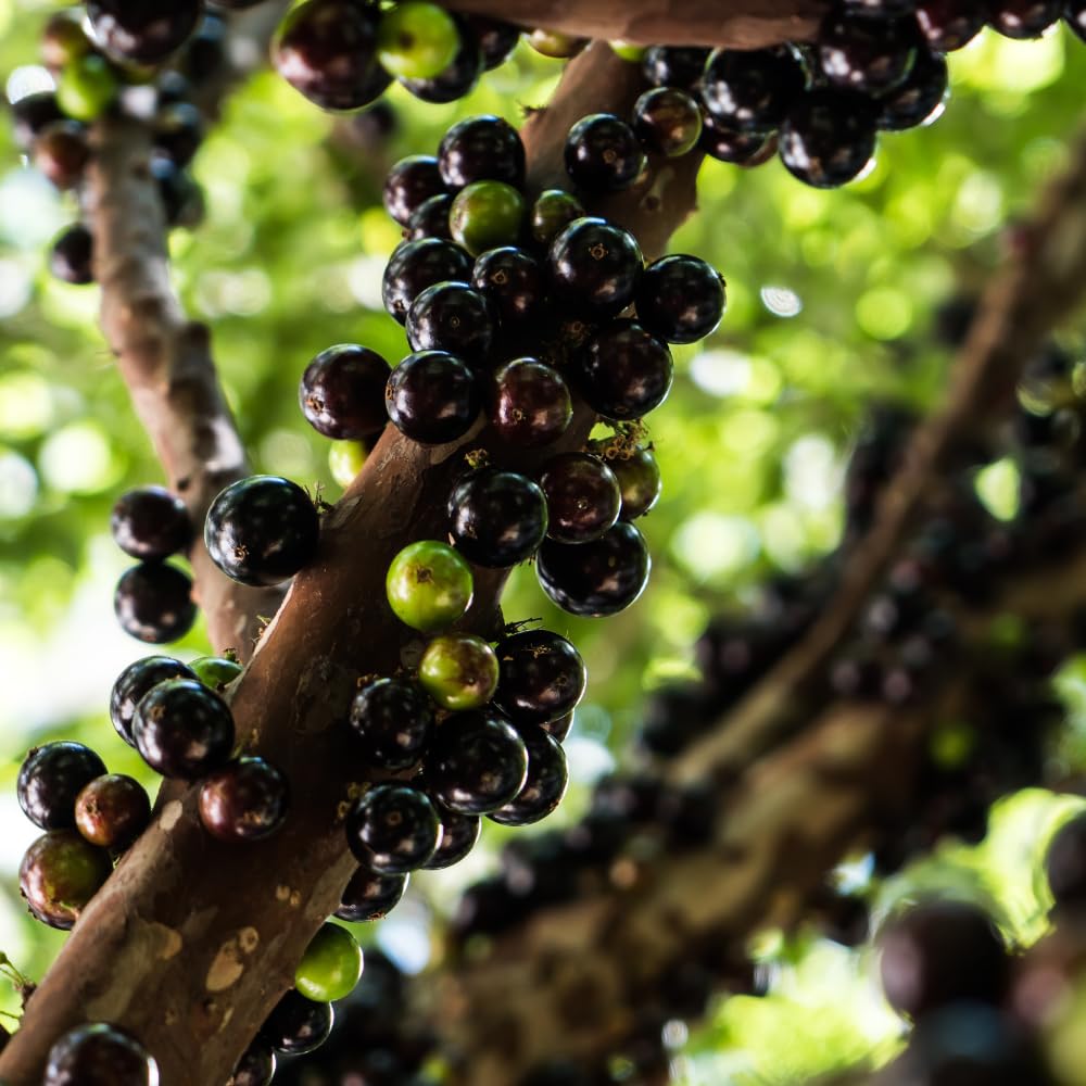 Jaboticaba Plant Live, Black Jaboticaba Tree, Jabuticaba Plant Well Rooted 1 Feet Tall