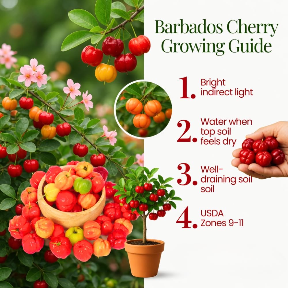 Barbados Cherry Tree Live Plant in 1 Gallon Pot, Barbados Cherry Plant, Sweet Berries for Patio and Garden, Fruit Trees from 1-2 Feet Tall, No Ship to CA
