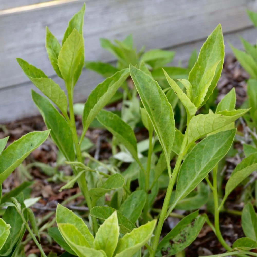 Pack 3 Longevity Spinach Plants Live, Longevity Spinach Herb for Growing Outdoor 5 Inch Tall