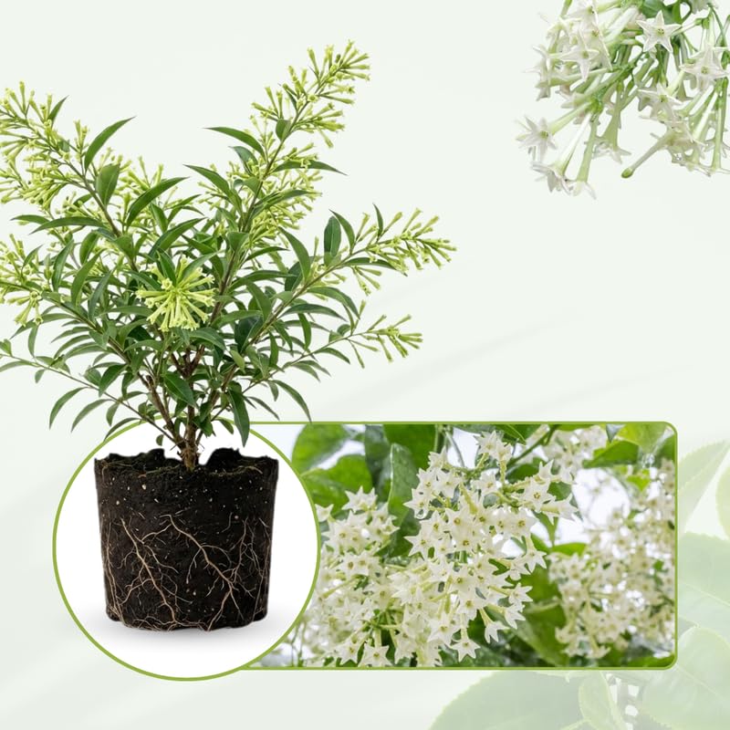 2 Night Blooming Jasmine Plants 4–8 Inch, Live Fragrant Jasmine Flowering Vine, Sweet Scented Blooms, Easy Care Indoor or Outdoor