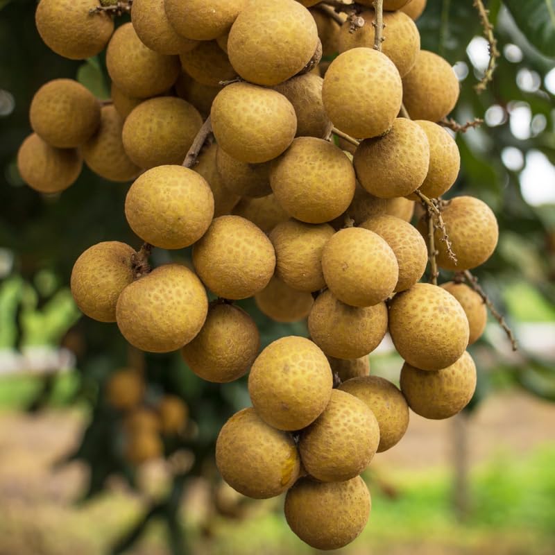 Longan Tree Live Plant, Well Rooted in 3 Gallon Pot, 2 to 3 Feet Tall, Sweet Fruit for Outdoor Growing, No Ship to CA