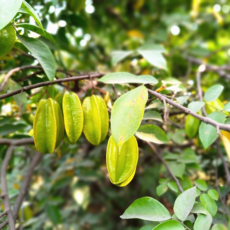 Live Grafted Starfruit Fruit in 1 Gallon, Starfruit Tree Plant in 1 Gallon Pot for Planting Outdoors, No Ship to CA