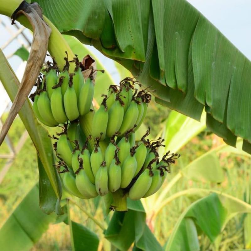 Grand Nain Banana Plant, Banana Trees Live Plants, 4-6" Tropical Fruit Tree for Home Garden, Patio and Container Growing