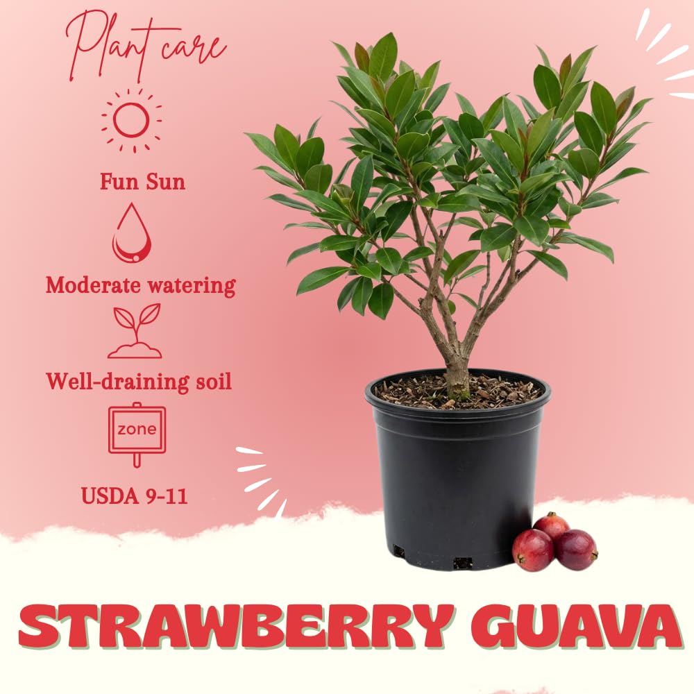 Strawberry Guava Tree Live Plant, Red Guava Fruit Tree, Sweet Tropical Fruit, 1 Feet Tall in 1 Gallon Pot, No Ship to CA