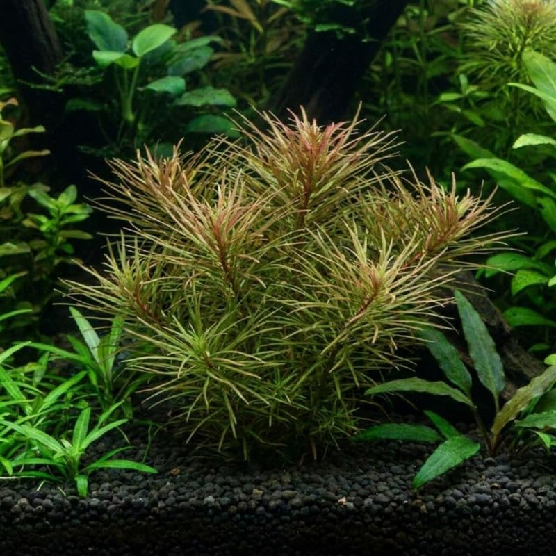 Green Orange Ludwigia Plants Live, 1 Bundle Aquatic Plant
