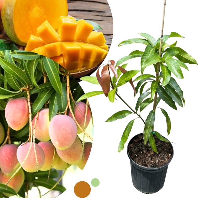 Dwarf Mango Tree Live Plant for Planting, Grafted Mango Plant in 3 Gallon Pot, Fast Growing Tropical Fruit Tree Seedlings