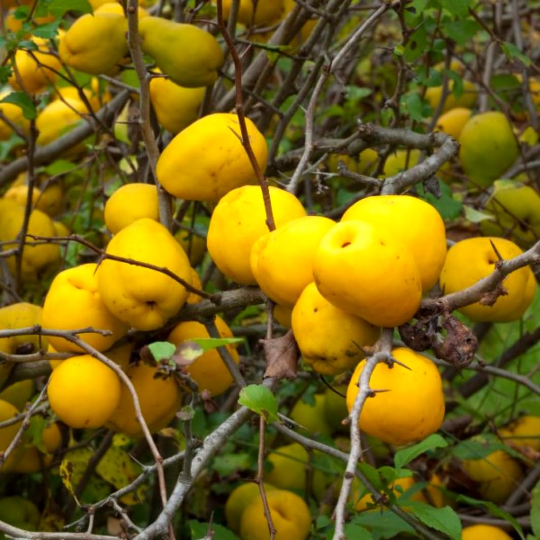 Yellow Quince Tree Live Plant, 2–3 Ft Tall, 2–3 Years Old, Cold Hardy Fruit Tree for Backyard and Garden Planting