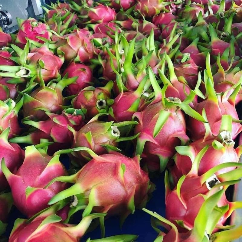 Tropical Red Dragon Fruit Tree 12-15 Inch Tall, Dragon Fruit Plant Live Home Gardening, Outdoor Plants