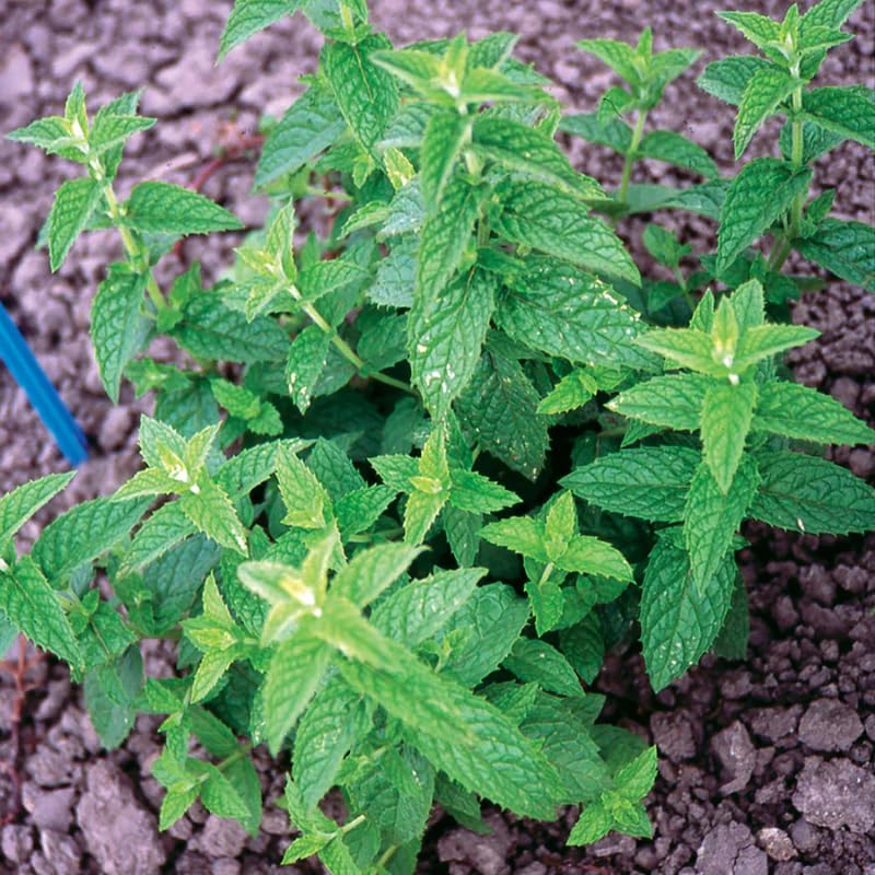 Set 4 Spearmint Plants Live, 4-6 Inches Tall, Mint Live Plants, Culinary Herb for Indoor or Outdoor Planting