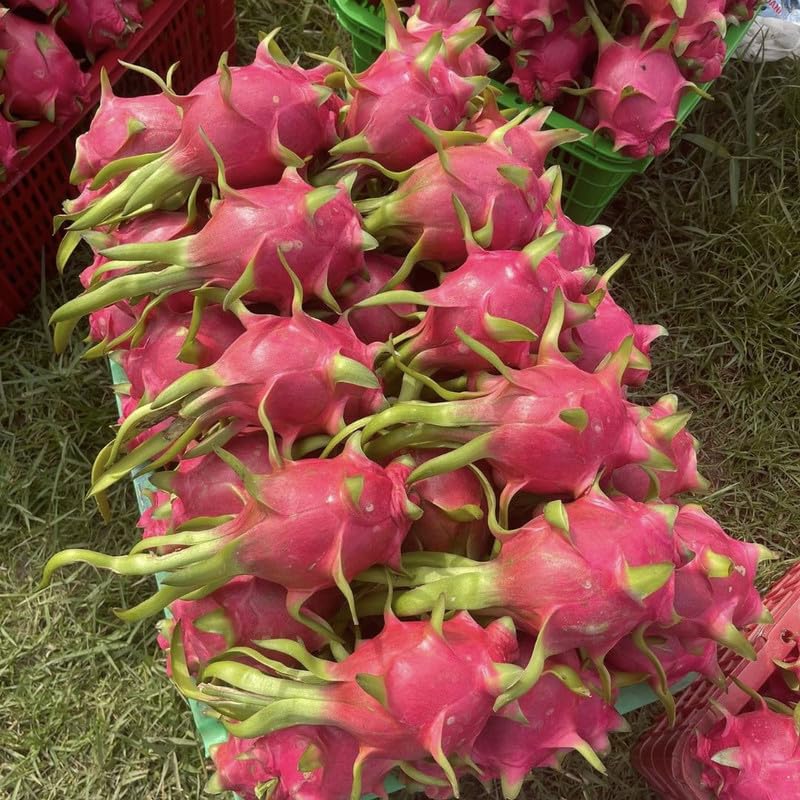 Set 2 Sweet White Dragon Fruit Plant 1 ft Tall, Live Dragon Fruit Tree in Pot, Fruit Tree for Your Garden