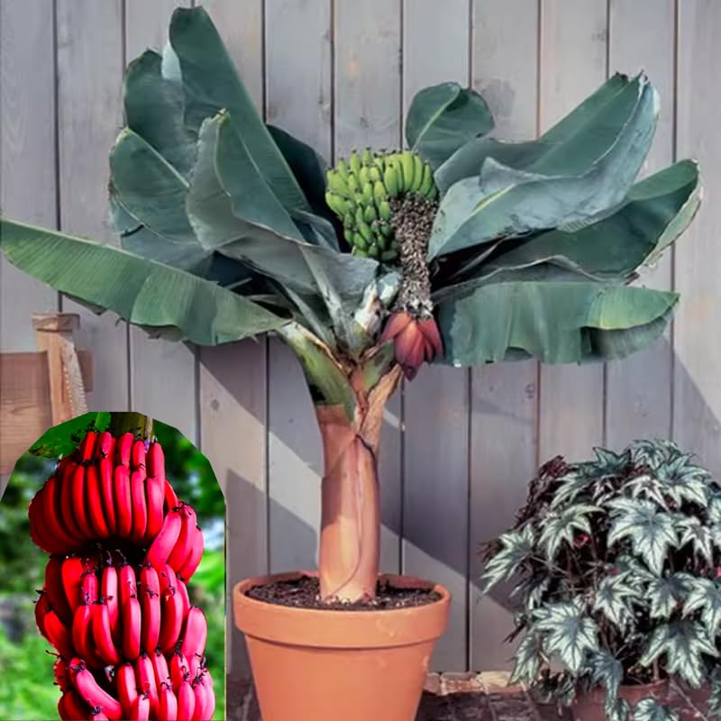 Red Banana Tree High Yield, Banana Live Plant Tropical Fruit, Easy to Plant Outdoor Banana Plants, 5-7 Inc Tall, Well-Rooted, No Pot, Winter Hardy
