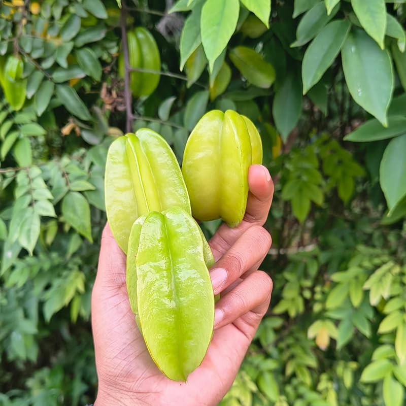 Starfruit Tree Live Plant, Starfruit Fruit Plant Live for Planting, 2-3 Feet Tall in 3 Gallon Pot, No Ship to CA