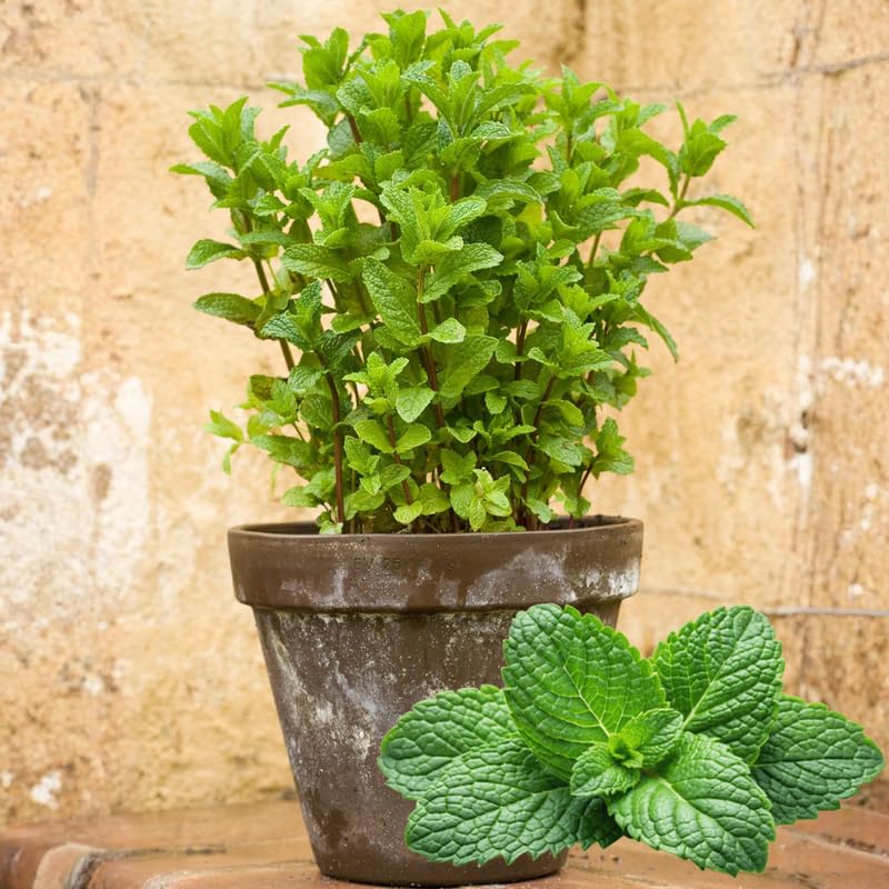 4 Spearmint Plants Live for Spring Planting, Fragrant Culinary Herb Mint for Indoor Outdoor Zones 3-11, Very Hardy and Fast Growing, Size 4-7" in Tall