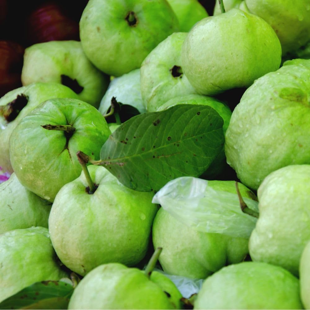 White Guava Tree Live Plant 3 Gallon, Guava Plant 2-3 Feet Tall, Guajava Tropical Fruit Tree for Outdoor Growing, No Ship to CA