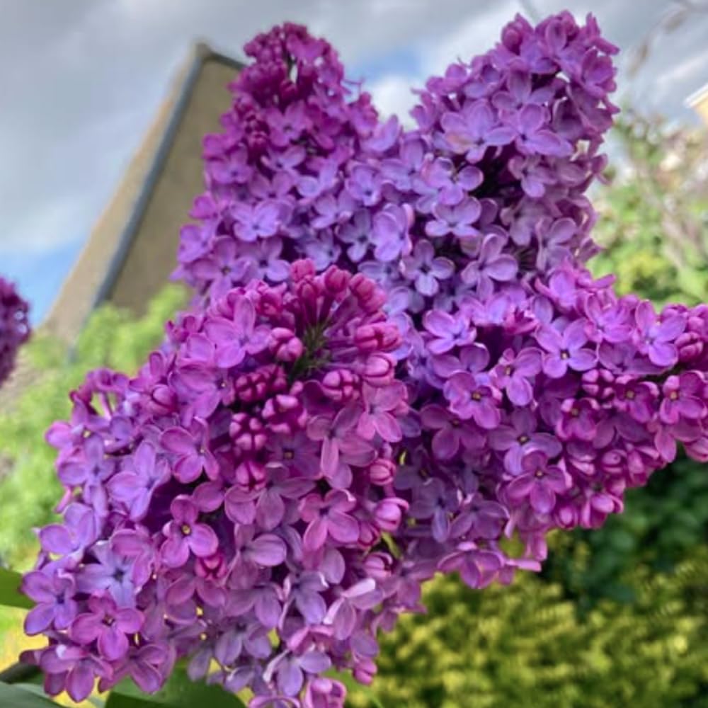 Purple Lilac Live Plant, Fragrant Lavender Lilac Shrub Bare Root, Hardy Flowering Bush for Outdoor Planting