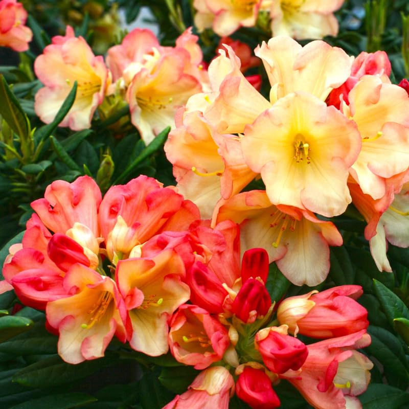 1-2Yrs Old Rhododendron Plants Live in Pot, Rhododendron Azale Bush Shrub Tree Plant, Red and White Blooms