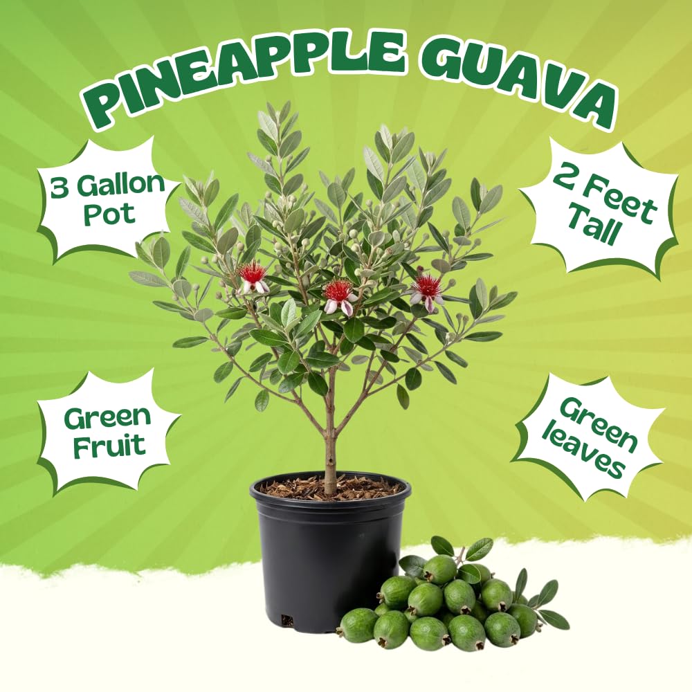 Pineapple Guava Tree Live Plant 2-3 Feet Tall in 3 Gallon Pot, Edible Tropical Fruit Tree, Fully Rooted, Sweet Fruit, No Ship to CA