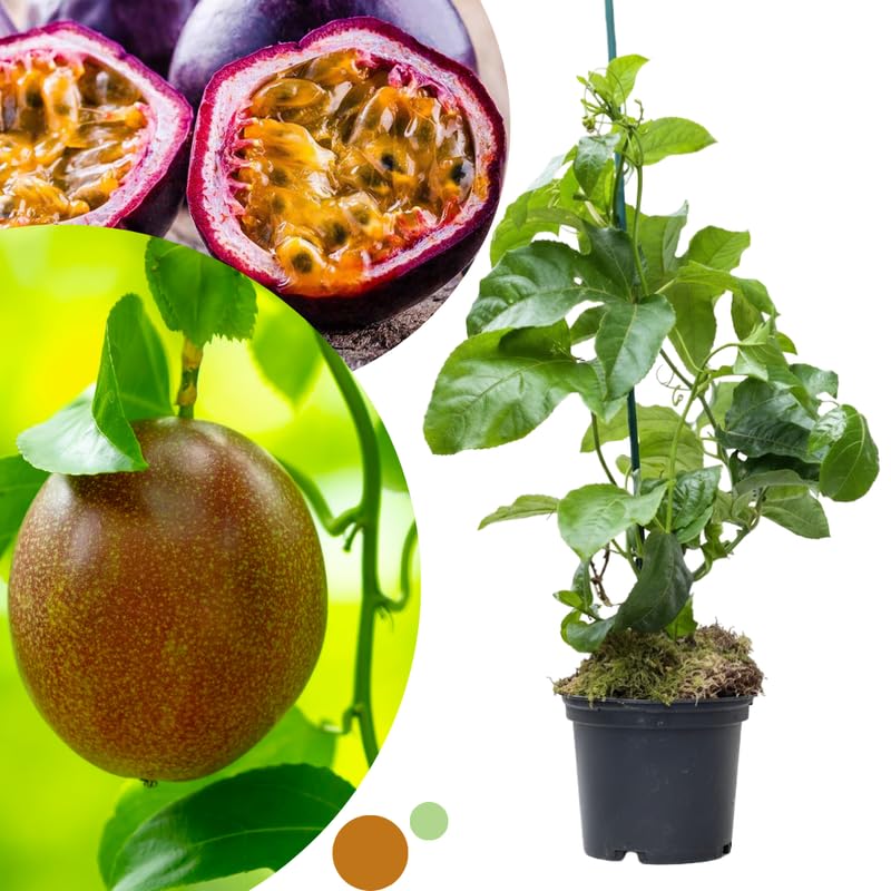 Purple Passion Fruit Plant Live, Passionfruit Vine Live Plant Fully Rooted in 1 Gallon Pot