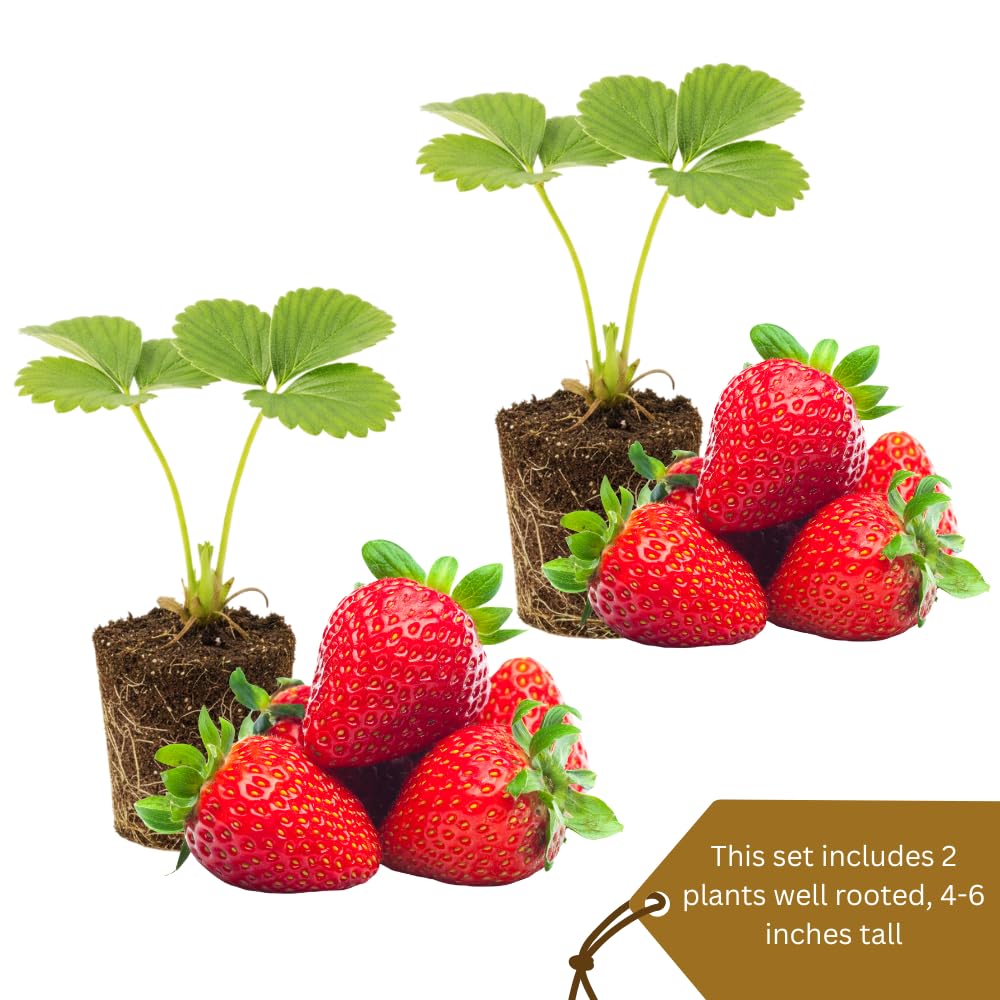 Set 2 Bright Red Strawberry Plant Live, Strawberry Plants Well Rooted from 4 to 6 Inches Tall, Everbearing Variety for Indoor Outdoor Garden