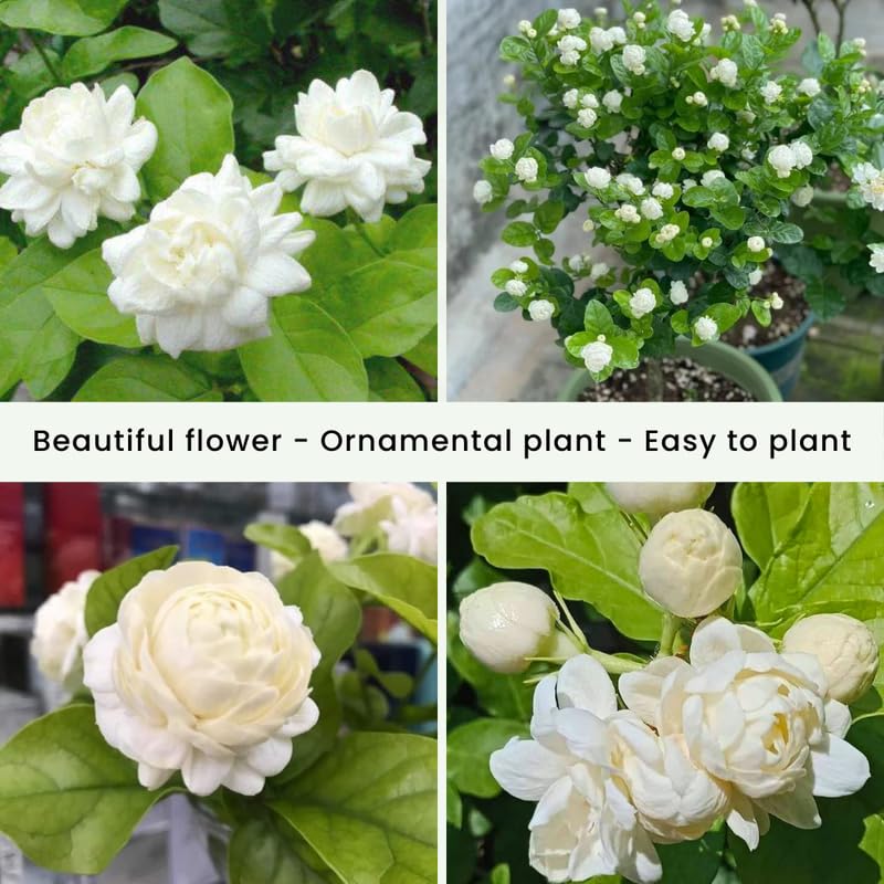 2 Duke of Tuscany Jasmine Plants 4–8 Inch, Live Fragrant Jasmine Flowering Vine, Sweet Scented Blooms, Easy Care Indoor or Outdoor