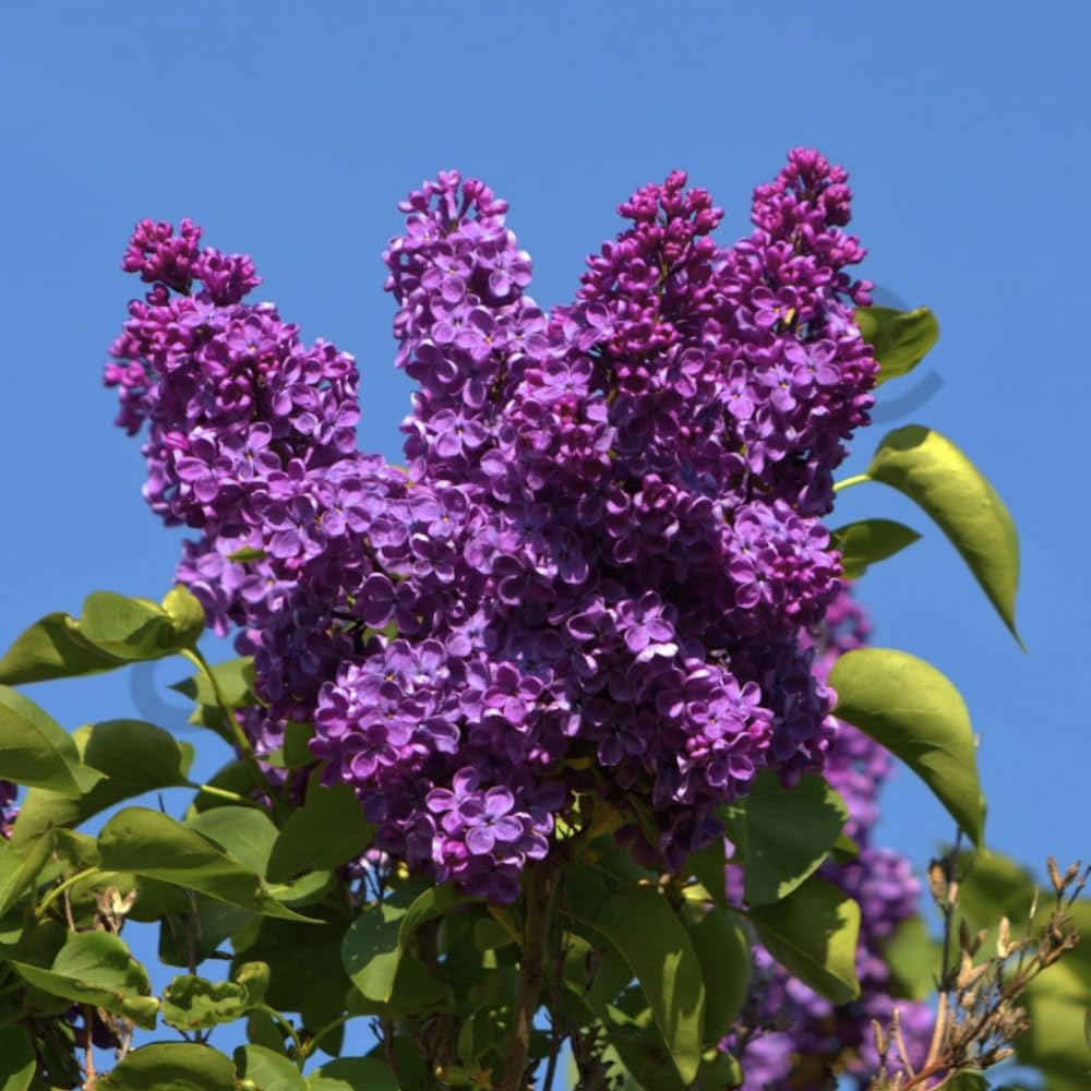 Live Purple Lilac Plant Tree, 8-12" Tall, Fragrant Lavender Flowers, Bare Root Shrub for Outdoor Planting