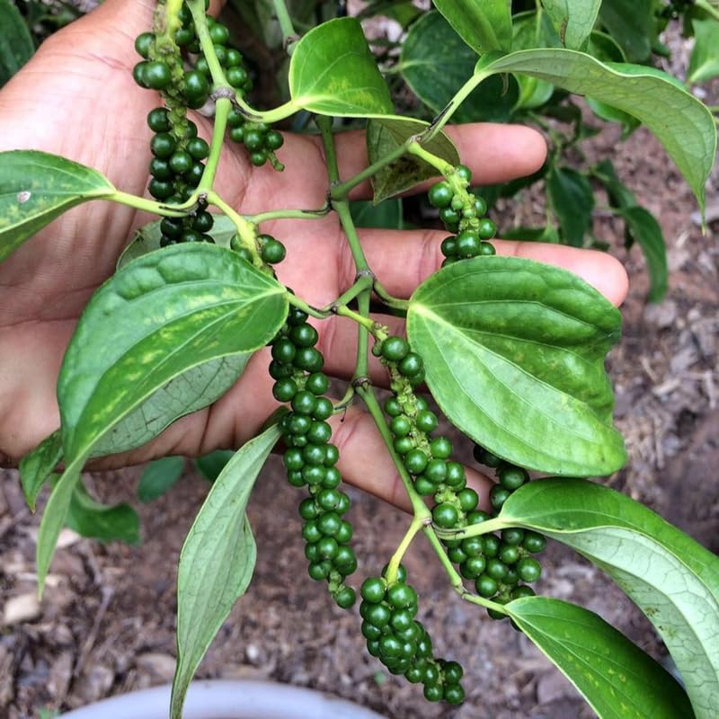 Black Pepper Plant Live from 4 to 6 Inches Tall, Piper Nigrum Tree Live Plant, Pepper Herb Plant for Gardening, Well Rooted