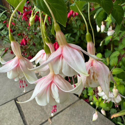 2 Fuchsia Plants, Live Fragrant Fuchsia Flower Bush Shrub, 3-6 Inches Tall (White)