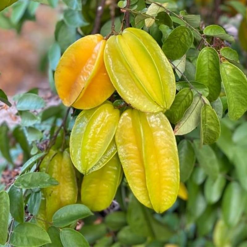 Yellow Starfruit Tree Live Plant - 2 Ft Tall Plant in 1 Gallon Pot, Tropical Carambola Fruit Tree for Outdoor Garden, Patio and Container Growing, No Ship to CA