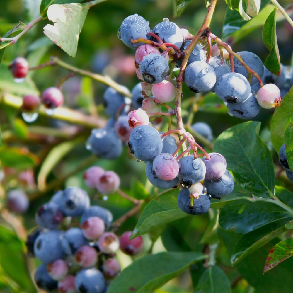 2 Blueberry Bushes Live Plant, 4-6'' Tall Well Rooted Plant, Sweet, High-Yielding, Hardy Blueberries for Garden or Containers (Biloxi Blueberry)