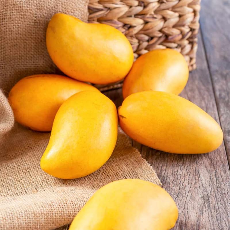 Mango Tree Live Plant for Planting, Grafted Mango Plant in 3 Gallon Pot, Fast Growing Tropical Fruit Tree Seedlings